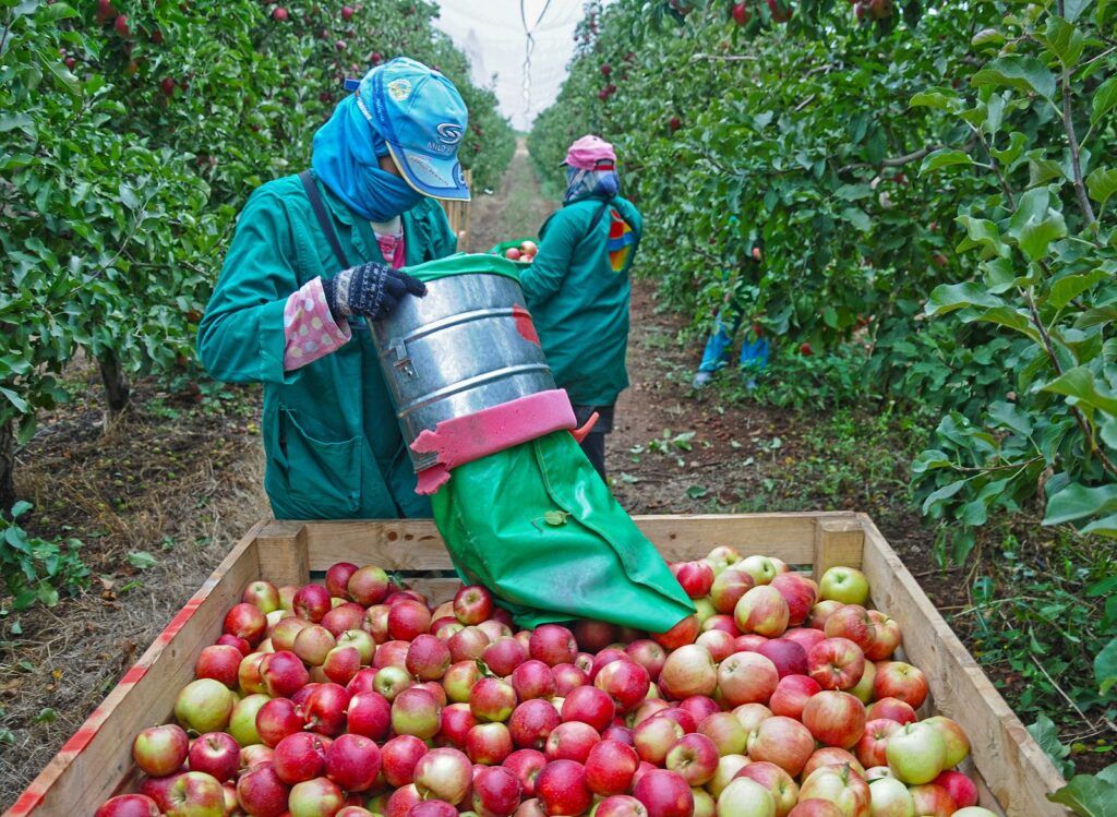 Migrant Worker Wellbeing and Policy Impact in New Zealand